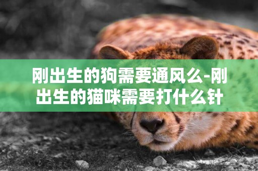 剛出生的狗需要通風么-剛出生的貓咪需要打什么針