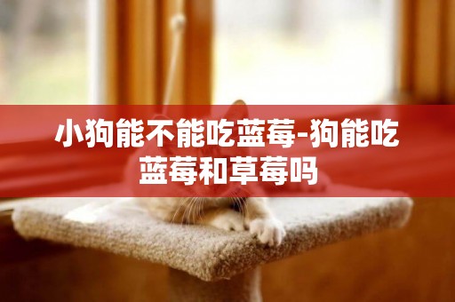 小狗能不能吃藍莓-狗能吃藍莓和草莓嗎