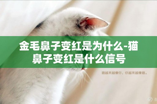 金毛鼻子變紅是為什么-貓鼻子變紅是什么信號
