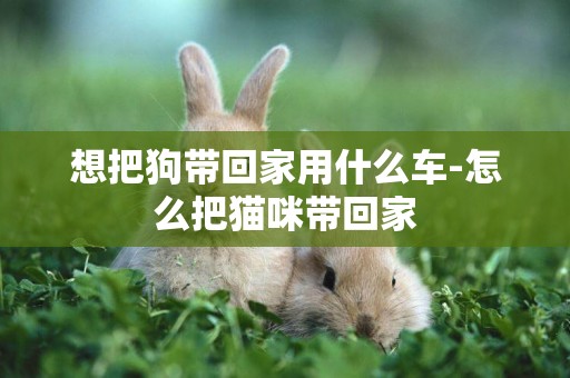 想把狗帶回家用什么車-怎么把貓咪帶回家