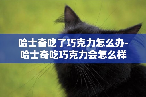 哈士奇吃了巧克力怎么辦-哈士奇吃巧克力會怎么樣