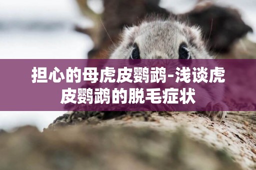 擔心的母虎皮鸚鵡-淺談虎皮鸚鵡的脫毛癥狀