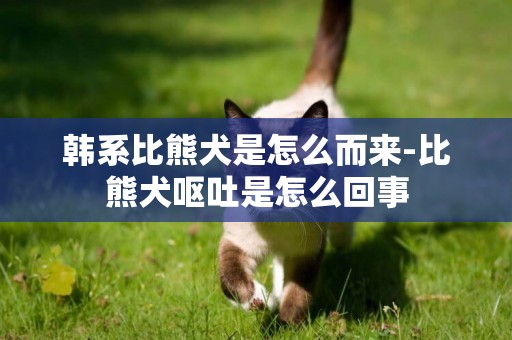 韓系比熊犬是怎么而來-比熊犬嘔吐是怎么回事