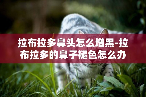 拉布拉多鼻頭怎么增黑-拉布拉多的鼻子褪色怎么辦