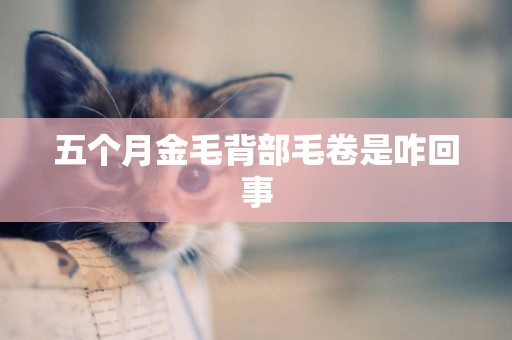 五個月金毛背部毛卷是咋回事