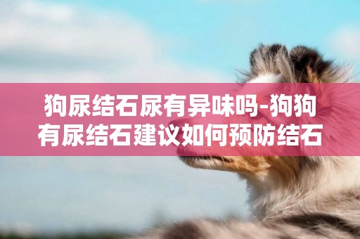 狗尿結石尿有異味嗎-狗狗有尿結石建議如何預防結石