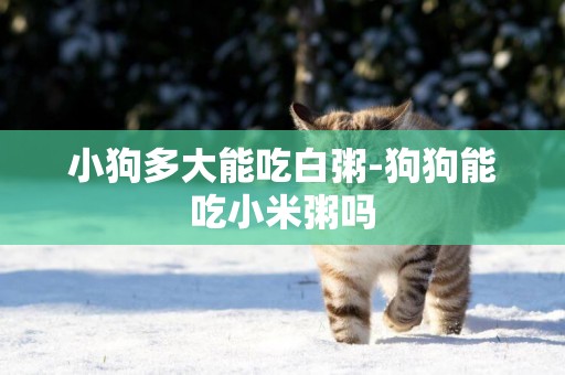 小狗多大能吃白粥-狗狗能吃小米粥嗎