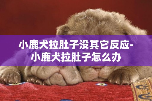 小鹿犬拉肚子沒其它反應-小鹿犬拉肚子怎么辦