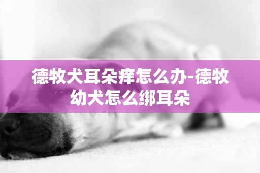 德牧犬耳朵癢怎么辦-德牧幼犬怎么綁耳朵