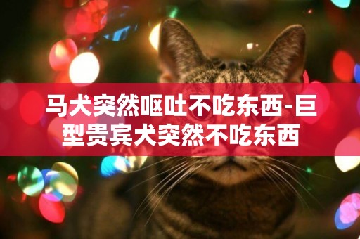 馬犬突然嘔吐不吃東西-巨型貴賓犬突然不吃東西