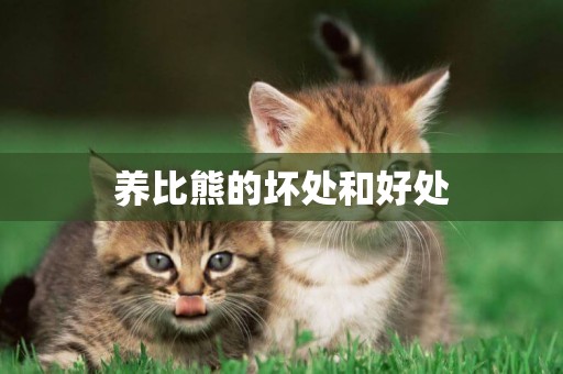 養比熊的壞處和好處
