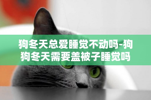狗冬天總愛睡覺不動嗎-狗狗冬天需要蓋被子睡覺嗎
