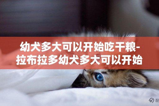 幼犬多大可以開始吃干糧-拉布拉多幼犬多大可以開始訓練