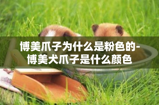 博美爪子為什么是粉色的-博美犬爪子是什么顏色