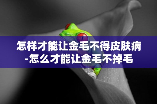 怎樣才能讓金毛不得皮膚病-怎么才能讓金毛不掉毛