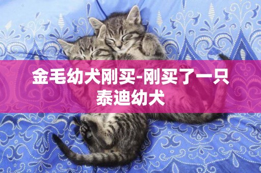 金毛幼犬剛買-剛買了一只泰迪幼犬