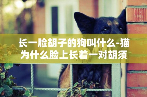 長一臉胡子的狗叫什么-貓為什么臉上長著一對胡須