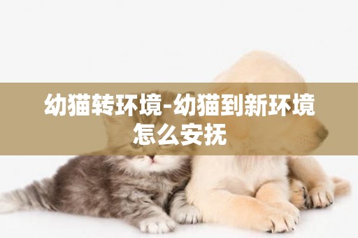 幼貓轉環境-幼貓到新環境怎么安撫