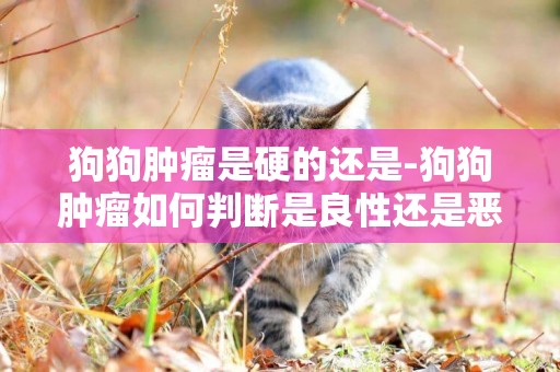 狗狗腫瘤是硬的還是-狗狗腫瘤如何判斷是良性還是惡性
