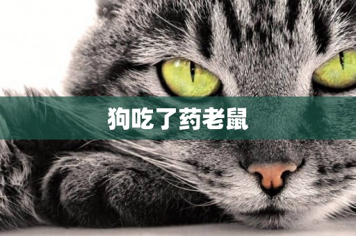 狗吃了藥老鼠
