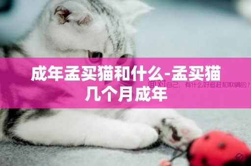 成年孟買貓和什么-孟買貓幾個月成年