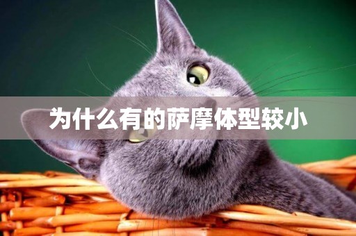 為什么有的薩摩體型較小