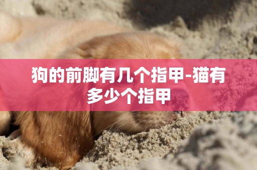 狗的前腳有幾個指甲-貓有多少個指甲