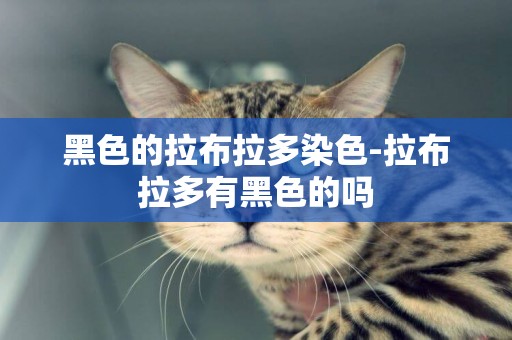 黑色的拉布拉多染色-拉布拉多有黑色的嗎