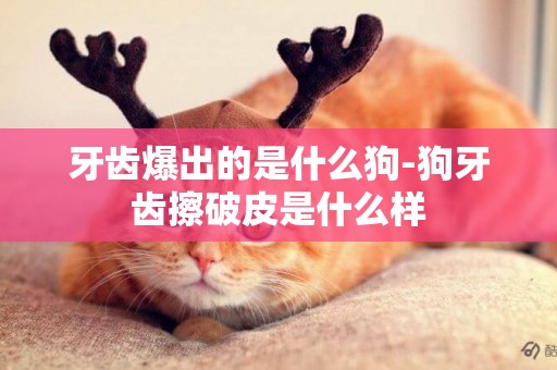 牙齒爆出的是什么狗-狗牙齒擦破皮是什么樣