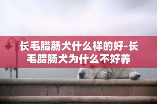 長毛臘腸犬什么樣的好-長毛臘腸犬為什么不好養