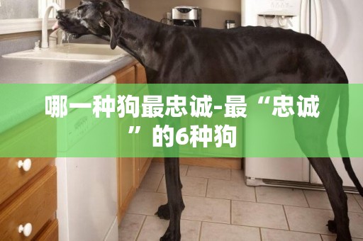 哪一種狗最忠誠-最“忠誠”的6種狗