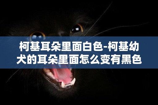 柯基耳朵里面白色-柯基幼犬的耳朵里面怎么變有黑色