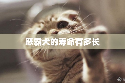 惡霸犬的壽命有多長