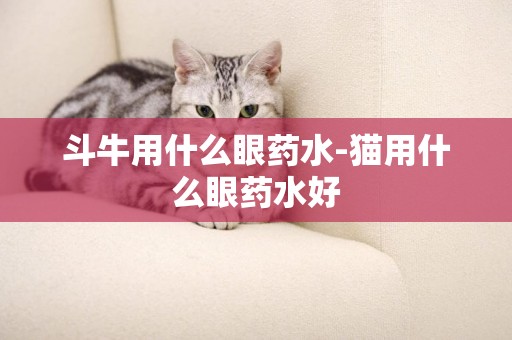 斗牛用什么眼藥水-貓用什么眼藥水好