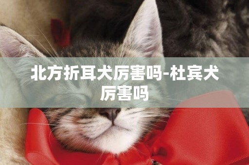 北方折耳犬厲害嗎-杜賓犬厲害嗎