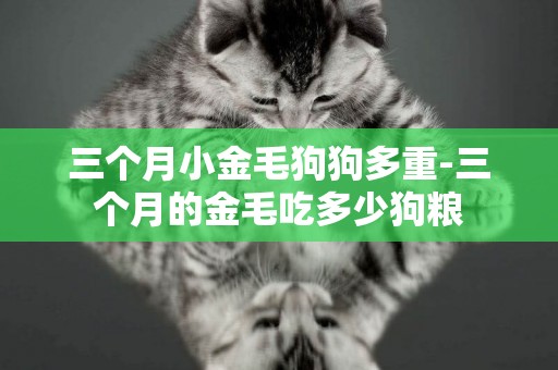 三個月小金毛狗狗多重-三個月的金毛吃多少狗糧