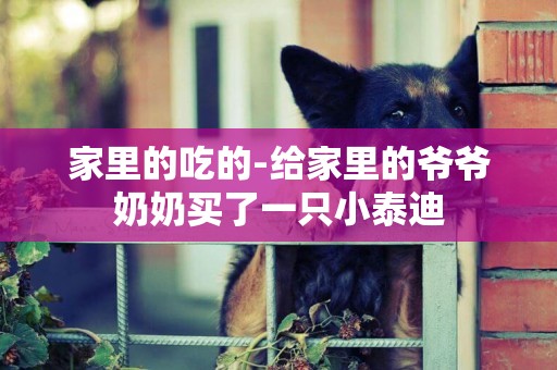 家里的吃的-給家里的爺爺奶奶買了一只小泰迪