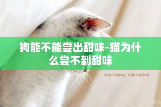 狗能不能嘗出甜味-貓為什么嘗不到甜味