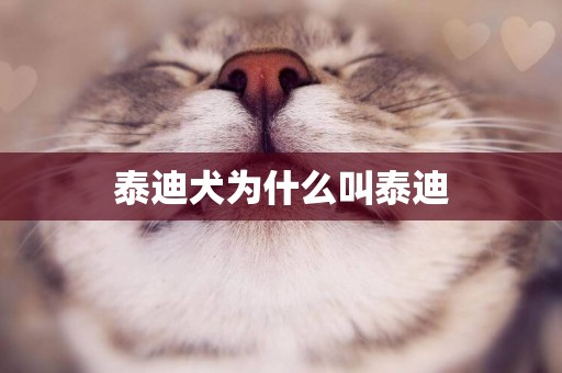 泰迪犬為什么叫泰迪