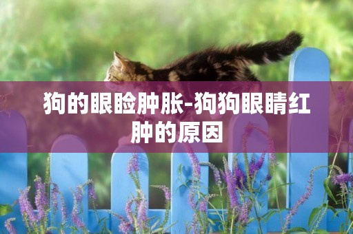 狗的眼瞼腫脹-狗狗眼睛紅腫的原因