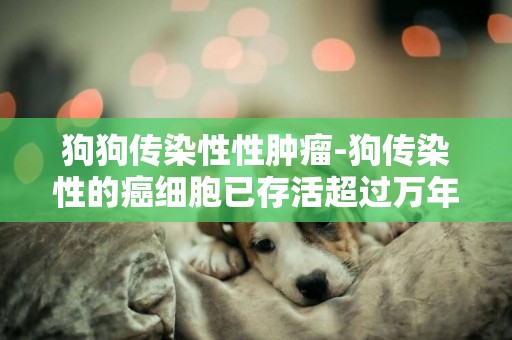 狗狗傳染性性腫瘤-狗傳染性的癌細胞已存活超過萬年