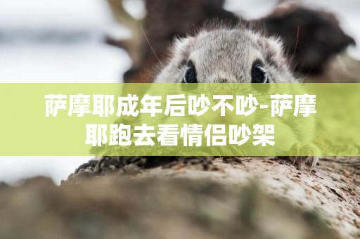 薩摩耶成年后吵不吵-薩摩耶跑去看情侶吵架
