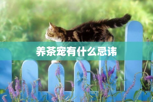 養茶寵有什么忌諱