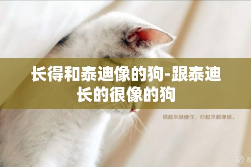 長得和泰迪像的狗-跟泰迪長的很像的狗