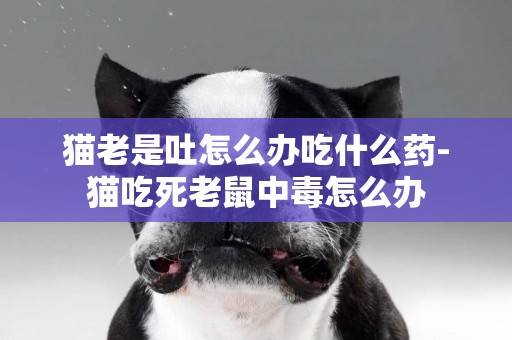 貓老是吐怎么辦吃什么藥-貓吃死老鼠中毒怎么辦