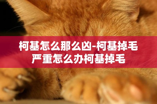 柯基怎么那么兇-柯基掉毛嚴重怎么辦柯基掉毛