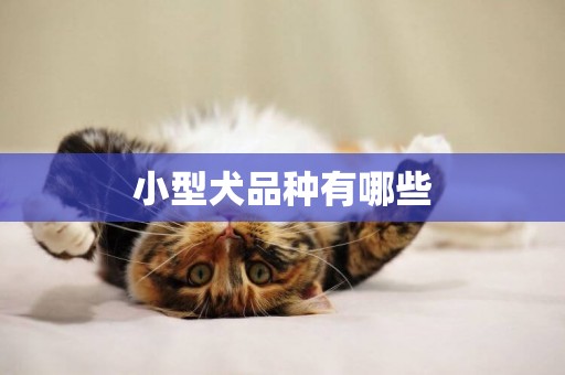小型犬品種有哪些