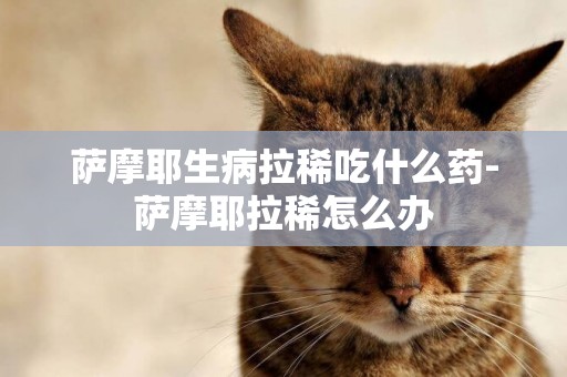 薩摩耶生病拉稀吃什么藥-薩摩耶拉稀怎么辦