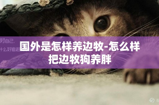 國外是怎樣養邊牧-怎么樣把邊牧狗養胖