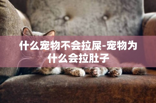 什么寵物不會拉屎-寵物為什么會拉肚子